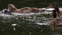 зняли