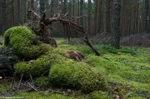 Вчені добувають електрику, використовуючи мох, Science Debate електрику