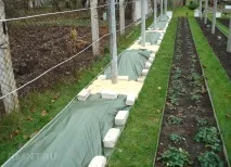 виноградник