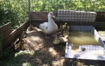 Умови інкубації качиних яєць в інкубаторі, висиджування яєць качкою та вирощування каченят умови
