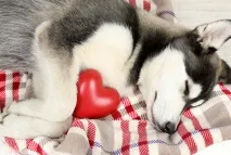 У собаки випадає шерсть, що робити, якщо у собаки лущиться шкіра і випадає шерсть шерсть