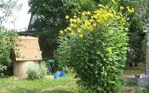 Ваш город прикрасить топінамбур, Топінамбур город