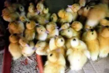 Качки Муларди опис породи, вирощування, годування та розведення в домашніх умовах опис