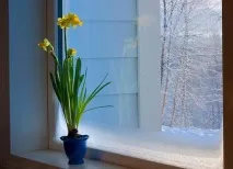 квітами