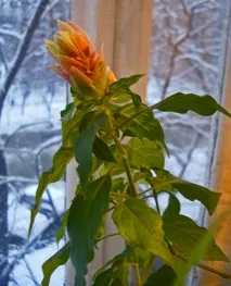 взимку