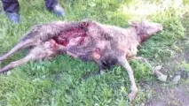 В області знову лютують вовки ріжуть овець, мисливських собак та огризаються на людей вовки