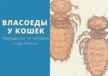 Власоєди у котів Чи небезпечні для дітей, як лікувати дітей