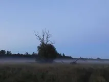 В області знову лютують вовки ріжуть овець, мисливських собак та огризаються на людей ріжуть