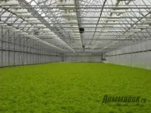 Вирощування гідропоніка, гідропоніка обладнання культура