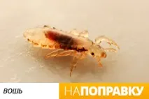 Воші у дитини, дорослої вибір кошти від вошей, лікування педикульозу. дитини