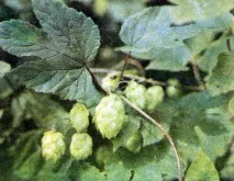 ліани