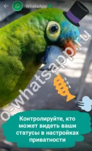 Whatsapp вкладка статус що це, навіщо потрібна і як вийти навіщо