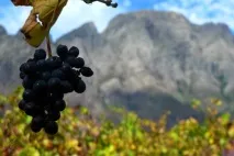 Why Why Wine - Еноквіз №4 вина