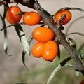 забайкалля