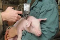 De ce porcii au nevoie de fier