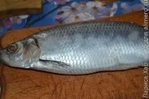 Закуска з оселедця, томатів та маринованої цибулі. оселедця