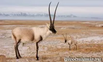 Тварини Китаю тварини