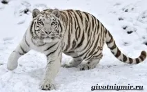 Тварини Китаю Китаю