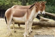 Тварини Китаю тварини
