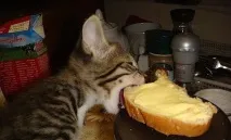 24 фото Не чекай, не бійся, не проси коти