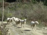 Албанія - Албанія. Албанію