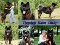 Американська Акіта Астер американська