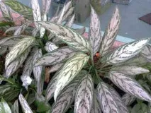 aglaonema