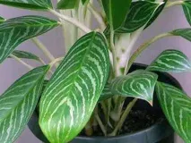 aglaonema