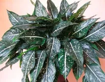 aglaonema
