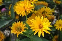 heliopsis