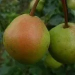 груш