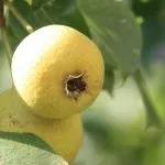 сорти