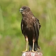 ЛУНЬ БОЛОТНИЙ (Circus aeruginosus) - Фауна Білорусі лунь