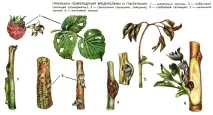 Малинна ниркова міль та шкода від її личинок ниркова