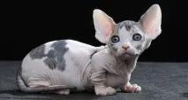 Бамбіно, Dwarfcat або безшерста коротколапа карликова кішка dwarfcat