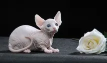 Бамбіно, Dwarfcat або безшерста коротколапа карликова кішка dwarfcat
