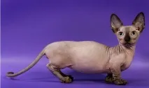 Бамбіно, Dwarfcat або безшерста коротколапа карликова кішка бамбіно