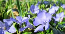 Барвінок посадка та догляд, фото догляд