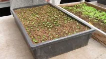 Барвінок посадка та догляд, фото барвінок