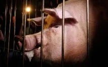 Білка Масік та інші звірятка вгадуватимуть переможців футбольних матчів Євро-2012 білка