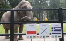 Білка Масік та інші звірятка вгадуватимуть переможців футбольних матчів Євро-2012 інші