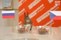 Білка Масік та інші звірятка вгадуватимуть переможців футбольних матчів Євро-2012 білка