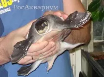 РосАкваріум вона