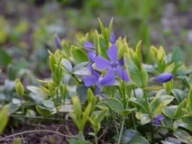 Барвінок посадка та догляд, фото барвінок