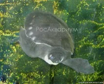 РосАкваріум вона