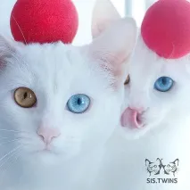 котки