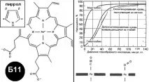 Shpargalka_po_biohimii(ceccuu.net) - T9 ceccuu