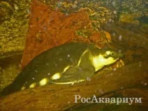 РосАкваріум вона