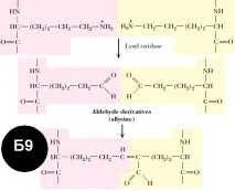 Shpargalka_po_biohimii(ceccuu.net) - T9 ПДГК