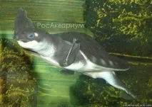 РосАкваріум вона